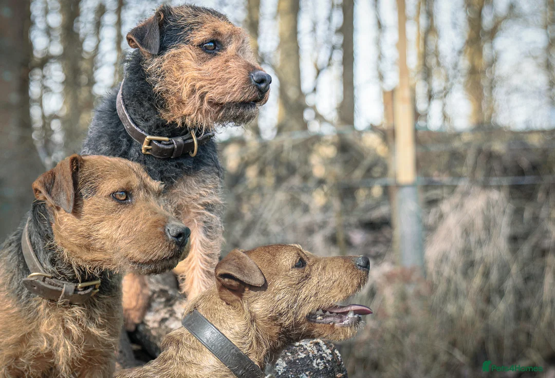 Lakeland Terrier dogs for stud: AT STUD Stunning proven Lakeland- fell terrier in Newark - Advert 4