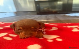 Miniature Dachshund dogs for sale: 5 playful miniature dachshund - Image 7