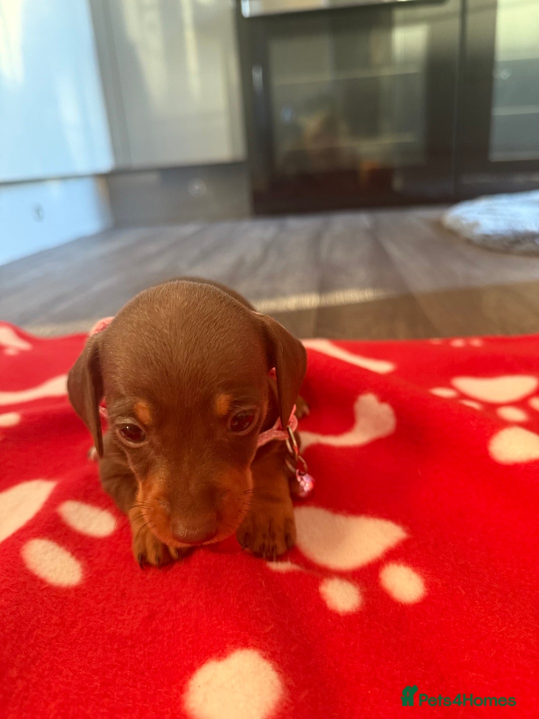 Miniature Dachshund dogs for sale: 5 playful miniature dachshund - Image 7