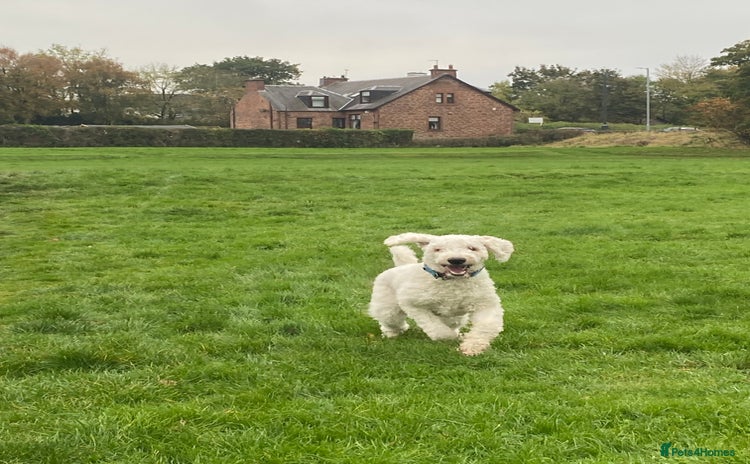 Goldendoodle dogs - Advert 1