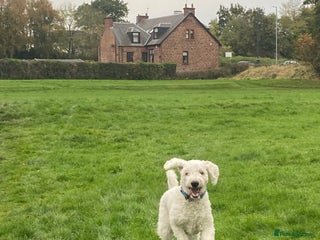 Goldendoodle dogs - Advert 1