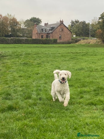 Goldendoodle dogs - Advert 1