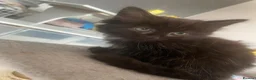 Brazilian Shorthair cats for sale: Kitten  in Birmingham - Advert 8