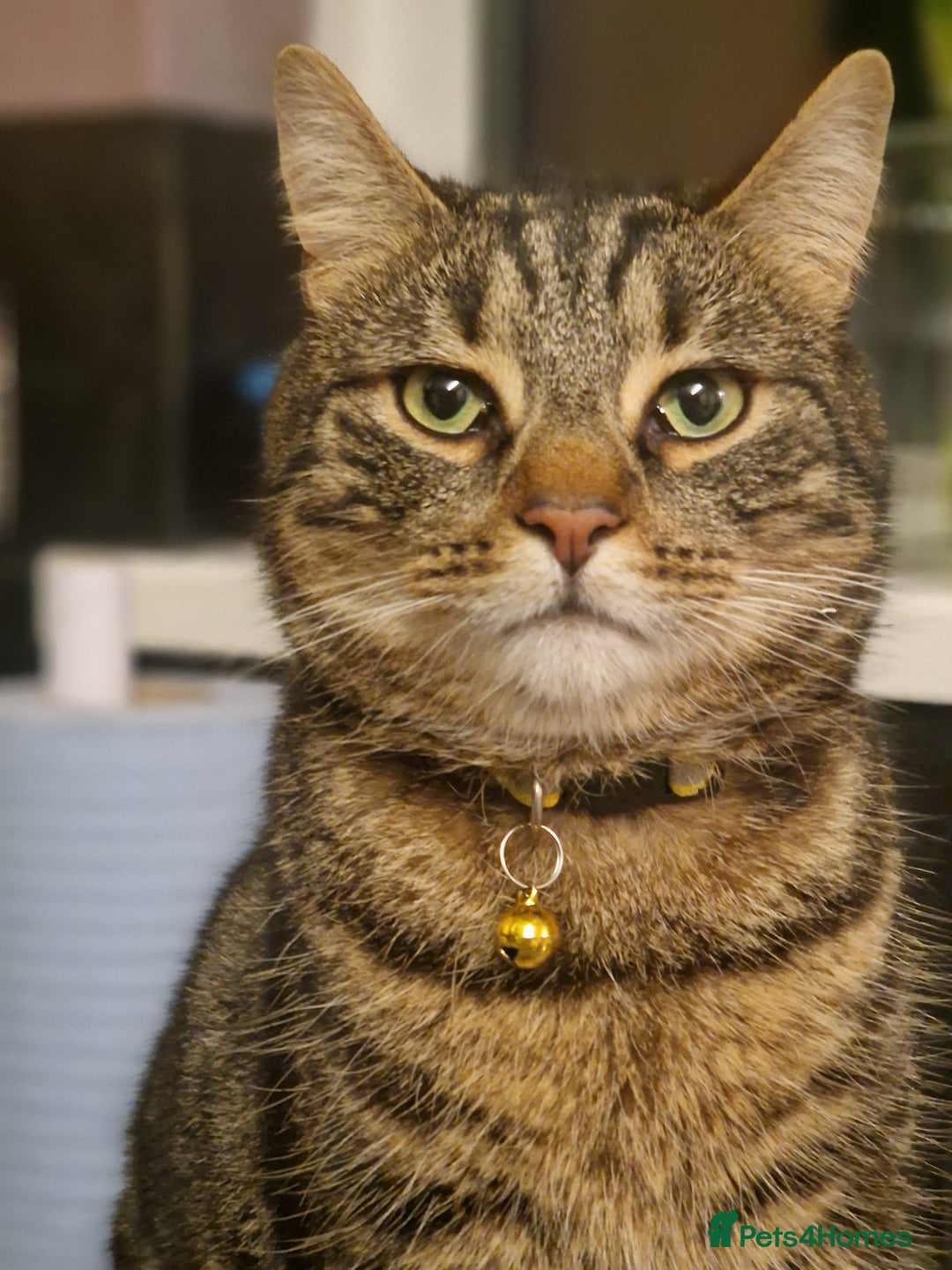 Mixed Breed cats for sale: Cat for rehoming - Advert 1