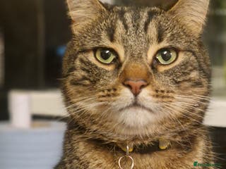 Mixed Breed cats Cat for rehoming - Advert 1