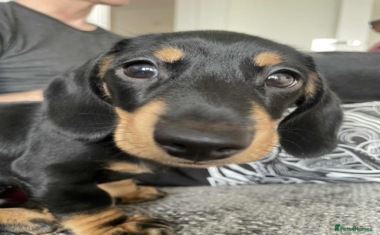 Miniature Dachshund dogs - Advert 11