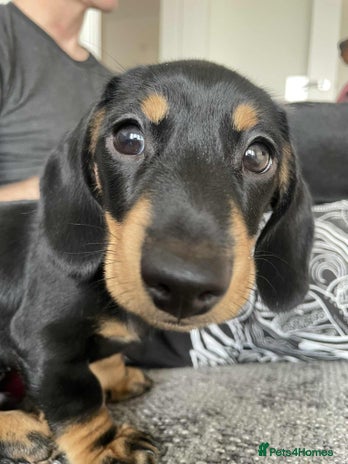 Miniature Dachshund dogs - Advert 12