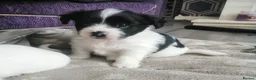 Mixed Breed dogs for stud: Jack Russel terrior  - Advert 4