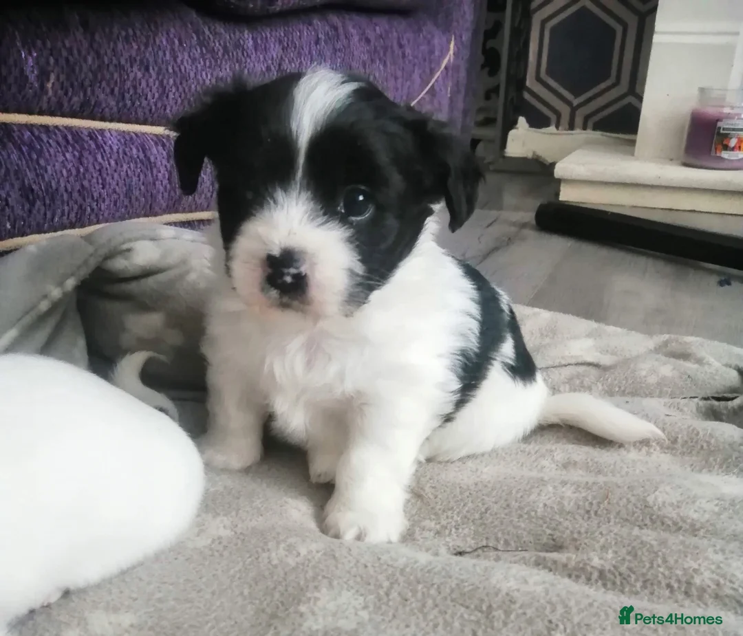 Mixed Breed dogs for stud: Jack Russel terrior  - Advert 4