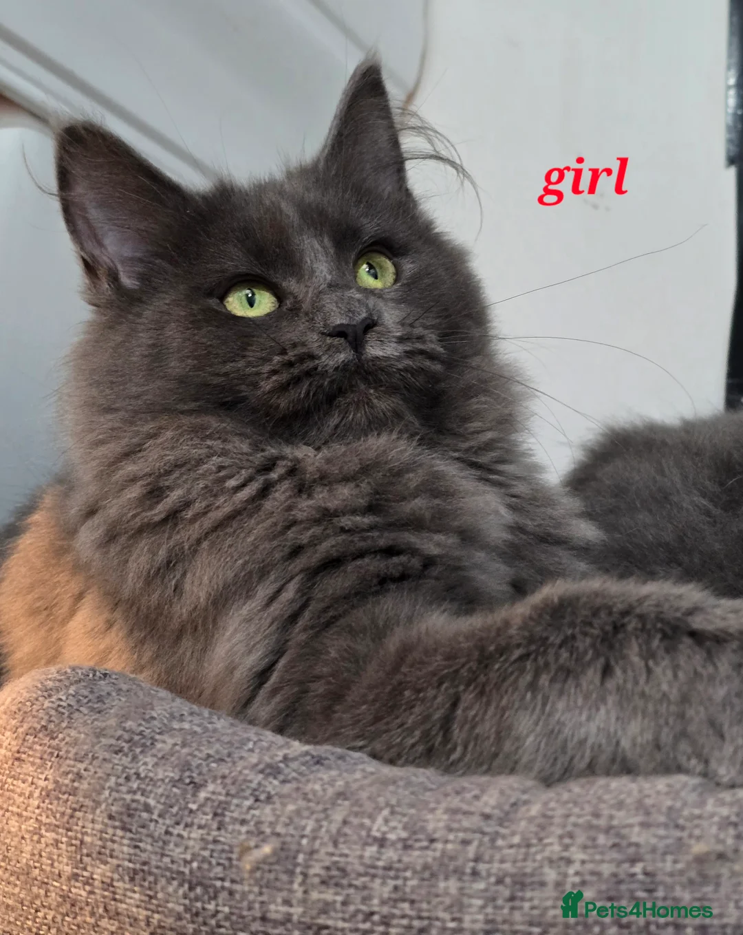 Maine Coon cats for sale: Gccf registered maine coon babies blue smoke - Advert 5