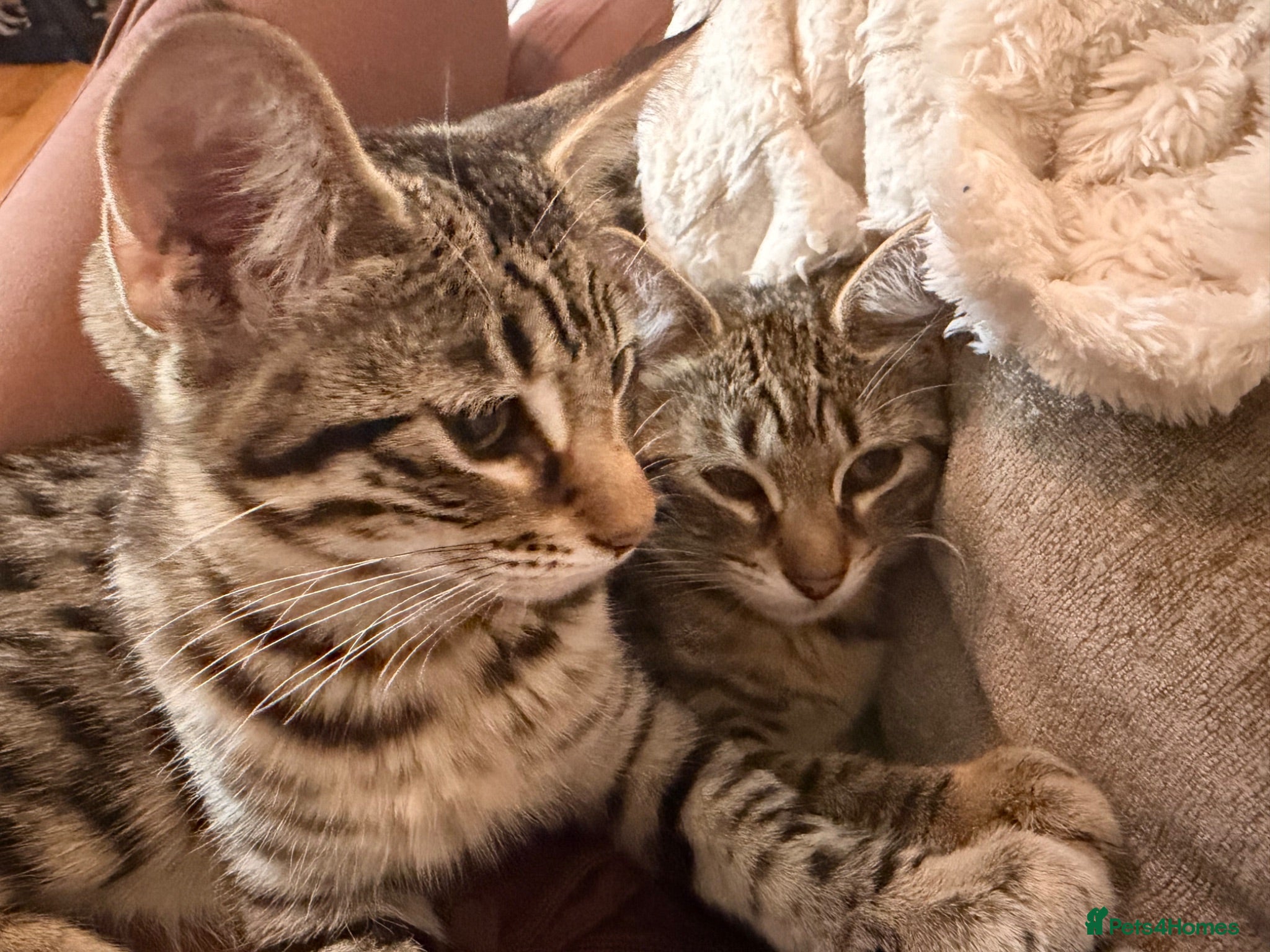 Savannah cats F4 savannah kittens ready to go - Advert 14