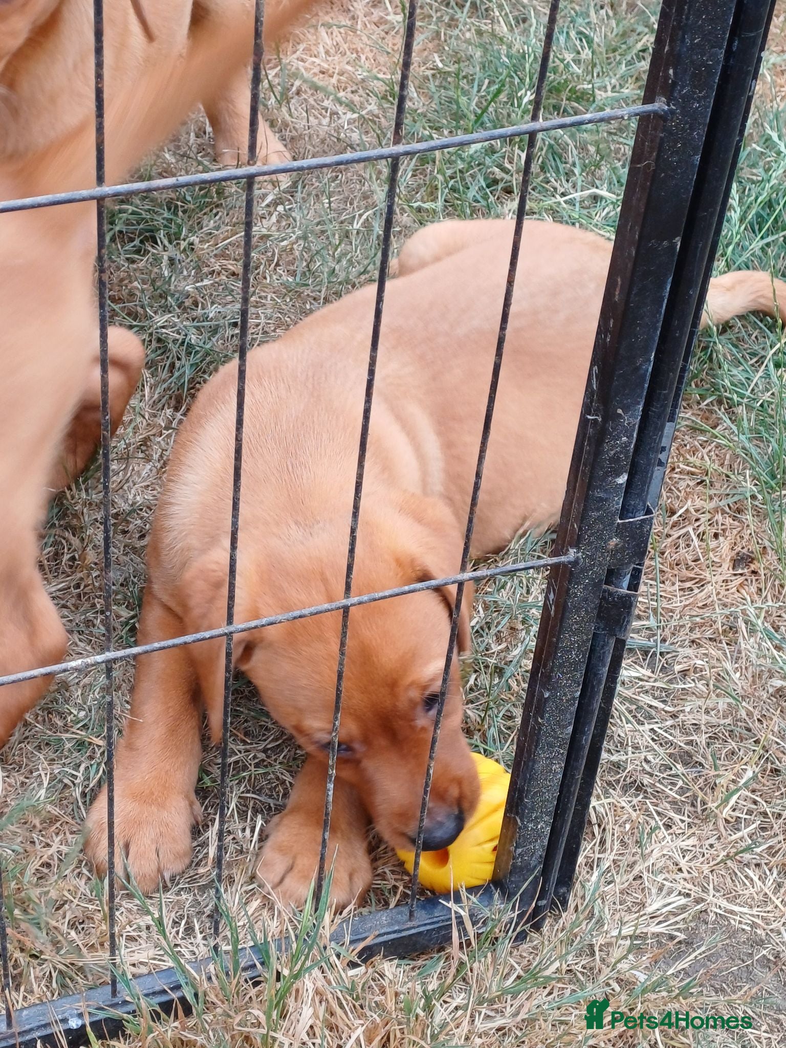 Labrador Retriever dogs Labrador Puppies Fox Red - Advert 2
