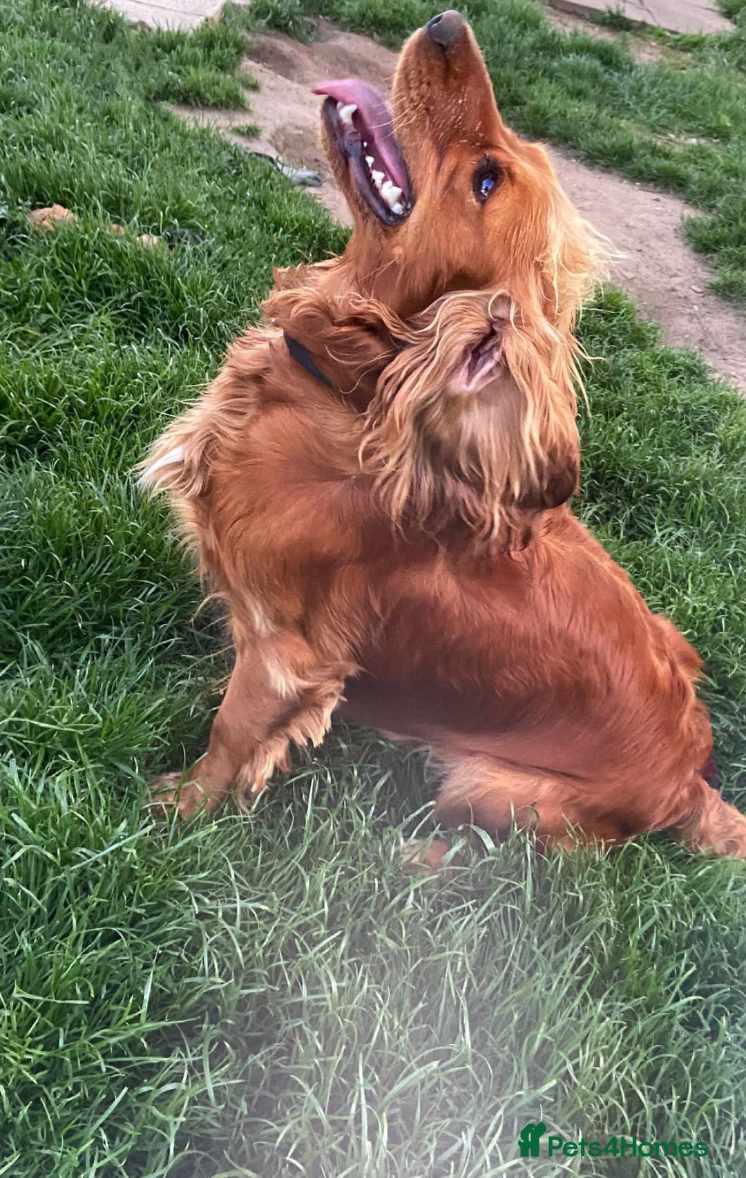 Cockapoo dogs for sale: LAST GIRL!!!!! F1 Cockapoo Puppies!!! - Advert 5