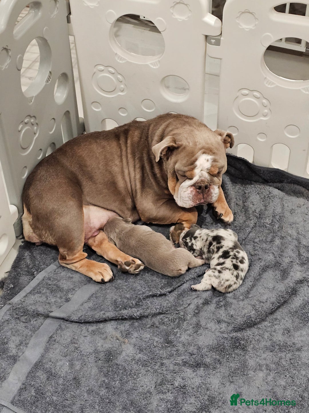 Mixed Breed dogs for sale: Micro exotic,s. - Advert 19