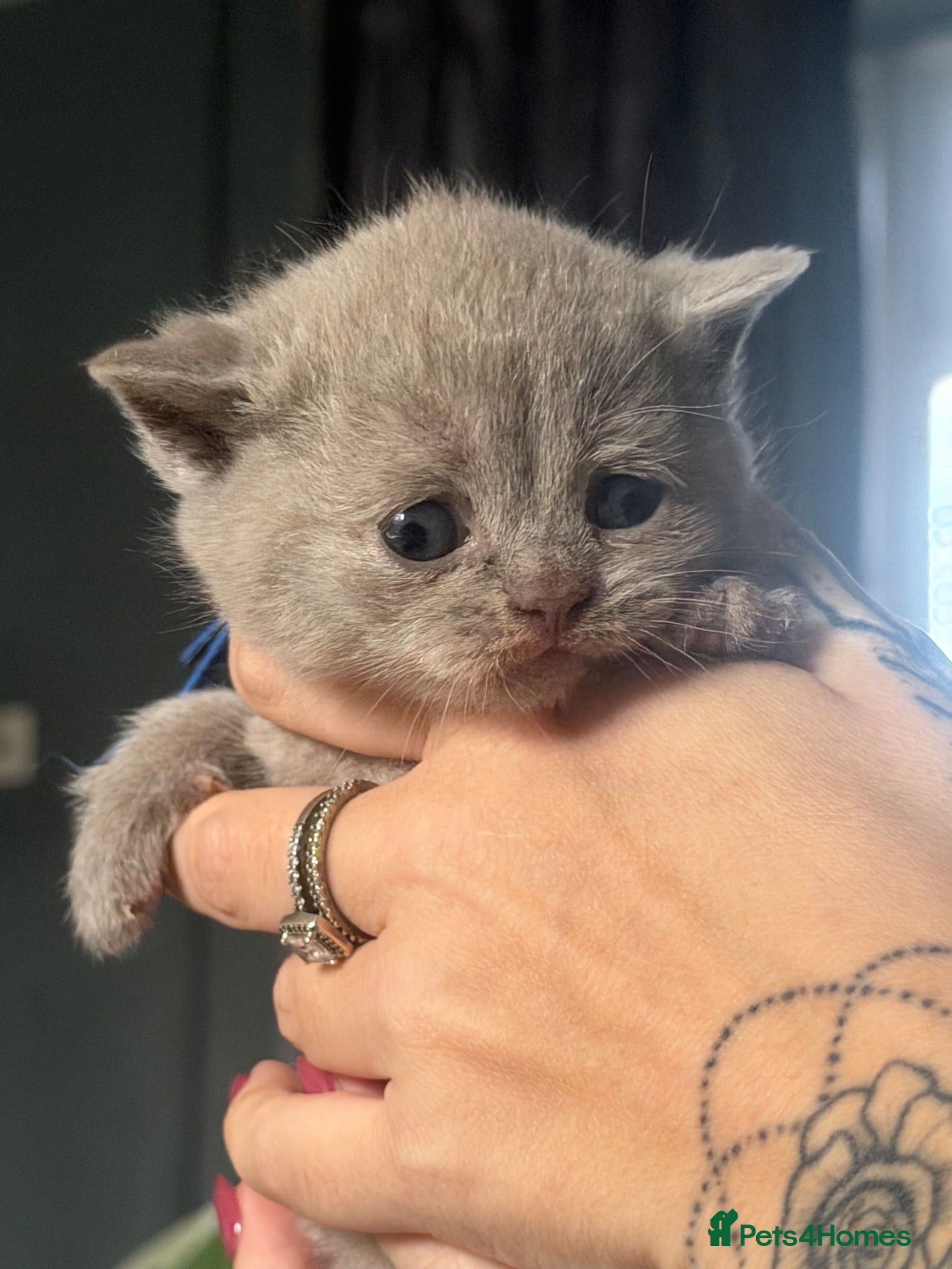 British Shorthair cats 🐾 6 beautiful British shorthairs 🐾 - Advert 12