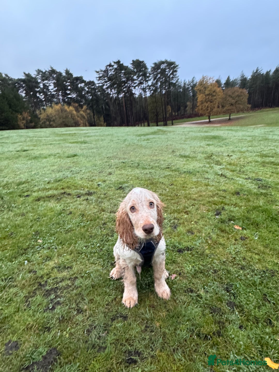 Cocker Spaniel dogs for sale: Cocker spaniel puppy - Advert 6