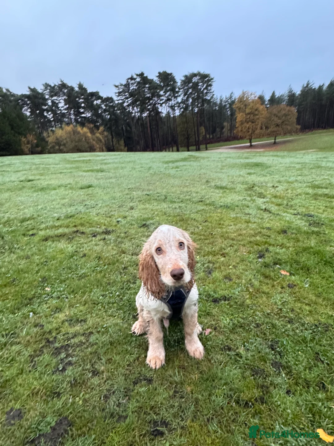 Cocker Spaniel dogs for sale: Cocker spaniel puppy - Advert 6