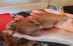 Cavapoo dogs for sale: F1 Cavapoos - HT Parents - Sep Collect - Image 8