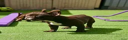 French Bulldog dogs for sale: 4 rojo male frenchie puppys - Advert 16
