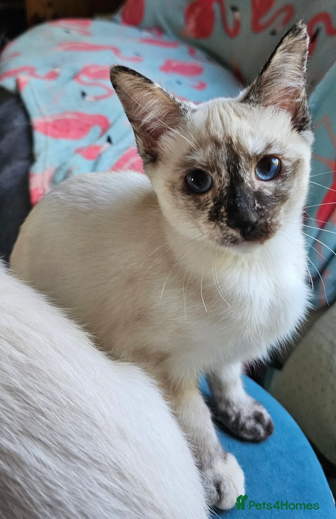 Siamese cats for sale: Siamese X Sphynx kittens - Advert 15