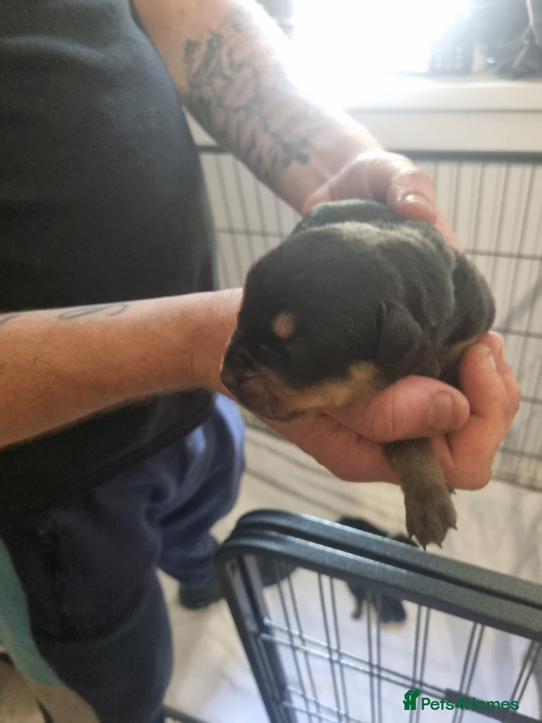 Rottweiler dogs for sale: Rottweiler puppy's  in Stoke-on-Trent - Image 8