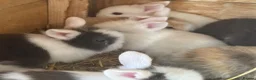 Lionhead rabbits for sale: Various colour lion head bunnies  - Advert 3