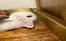 Mini Lop rabbits for sale: Mini Lop Bunnies for sale - Image 18