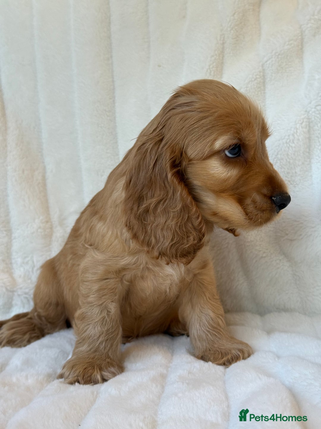 Cocker Spaniel dogs for sale: 🌟Show Cocker spaniel puppies🌟 - Advert 18