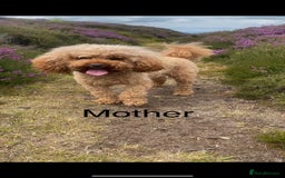 Toy Poodle dogs for sale: *STUNNING TOY POODLE PUPPIES* - Image 7