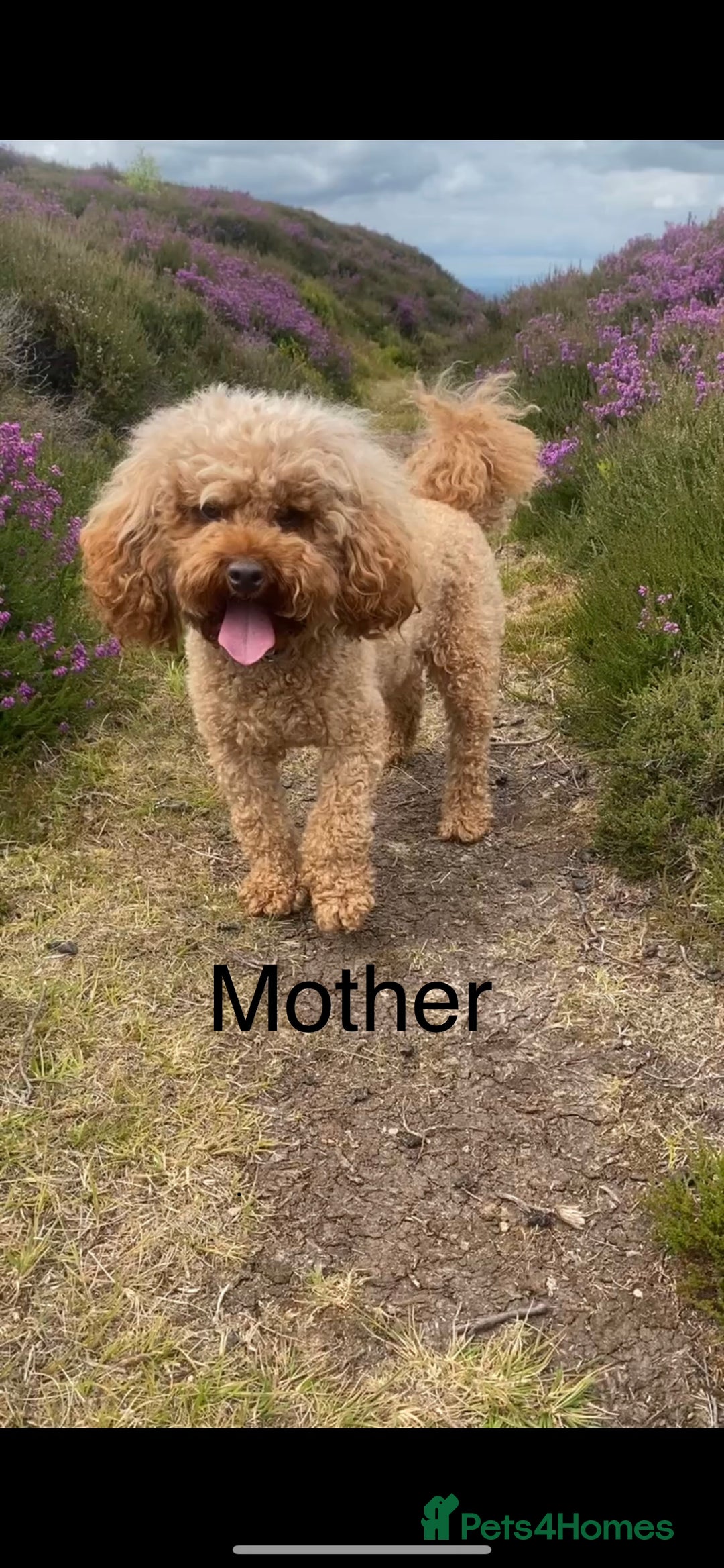 Toy Poodle dogs for sale: *STUNNING TOY POODLE PUPPIES* - Image 7