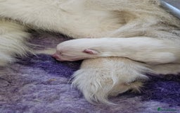 Samoyed dogs for sale: Top Quality KC Fully Health Tested Samoyed Puppies - Image 7