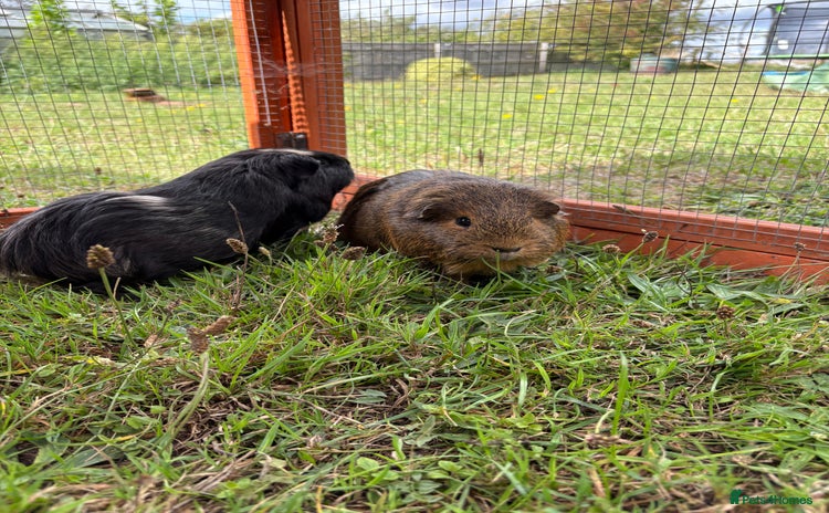 Guinea Pig rodents - Advert 3