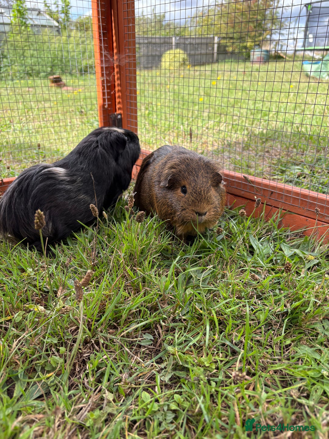 Guinea Pig rodents for sale: Two male guinea pigs  - Image 1