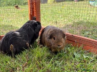 Guinea Pig rodents - Advert 28