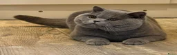 British Shorthair cats for sale: Beautiful blue boy  - Advert 2