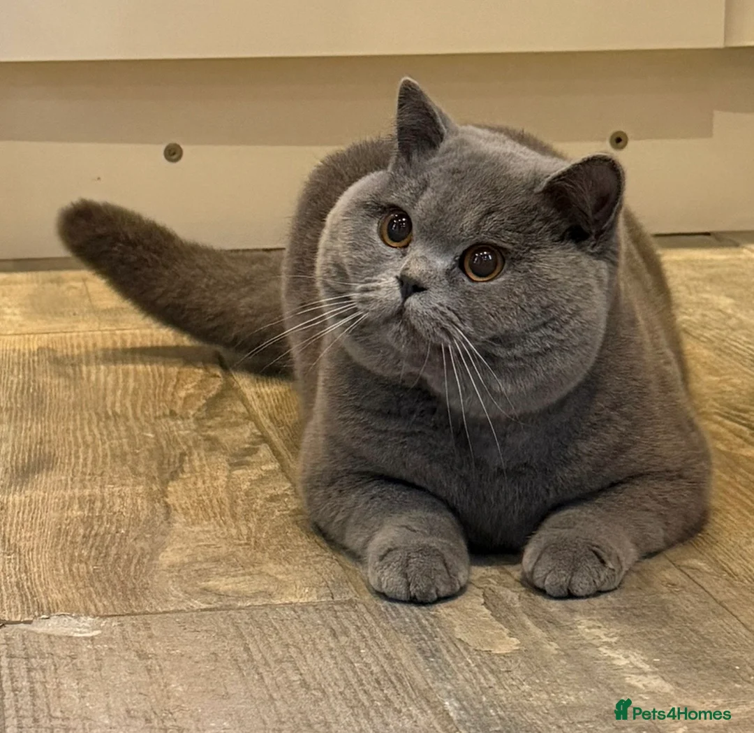 British Shorthair cats for sale: Beautiful blue boy  - Advert 2