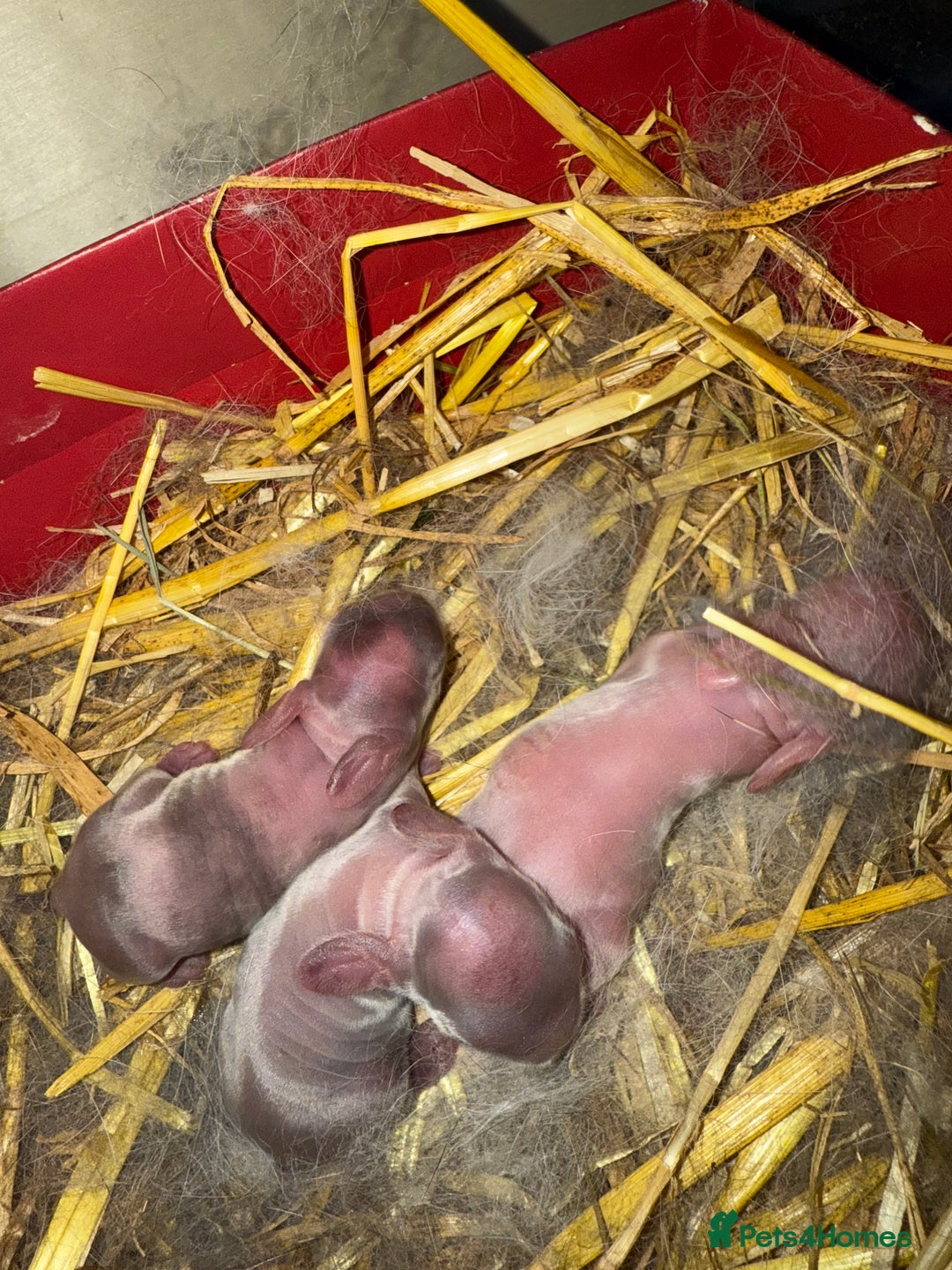 Mini Lop rabbits for sale: Patch Adams babies for reservation - Advert 2