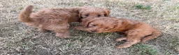 Cavapoo dogs for sale: Cavapoos, 🐶 ready 31st in Dereham - Advert 9