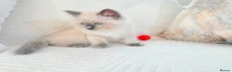 Ragdoll cats for sale: 3 male kittens  - Advert 16