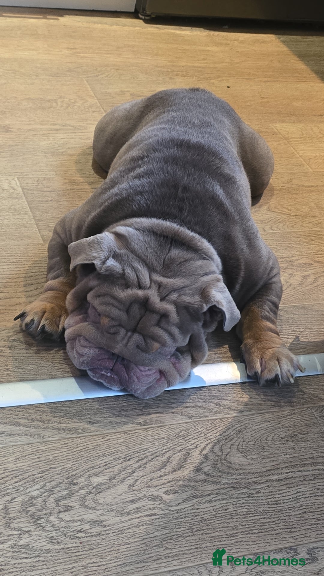 English Bulldog dogs for sale: English Bulldog - Image 4