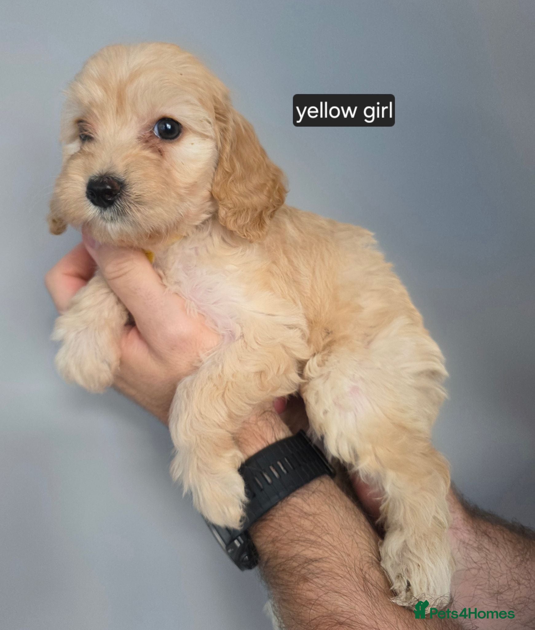 Cockapoo dogs DNA Health Tested. Golden Cockapoos  - Advert 2