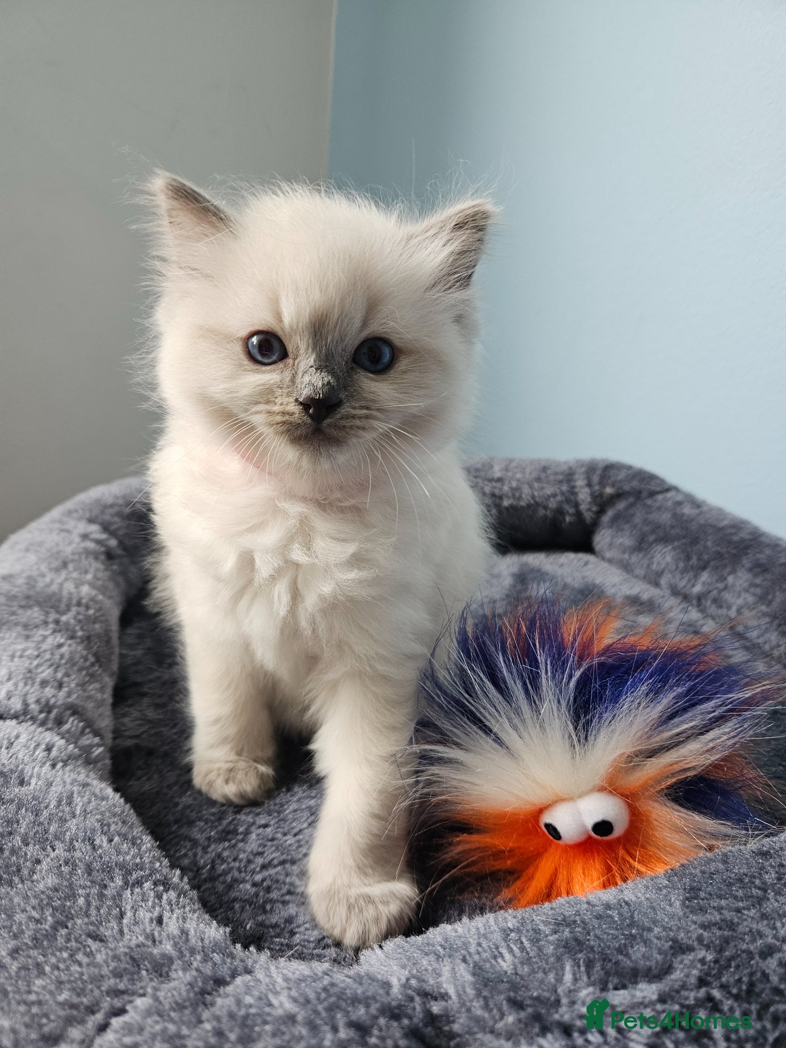Ragdoll cats Ragdoll kittens looking new home 🏡  - Advert 1