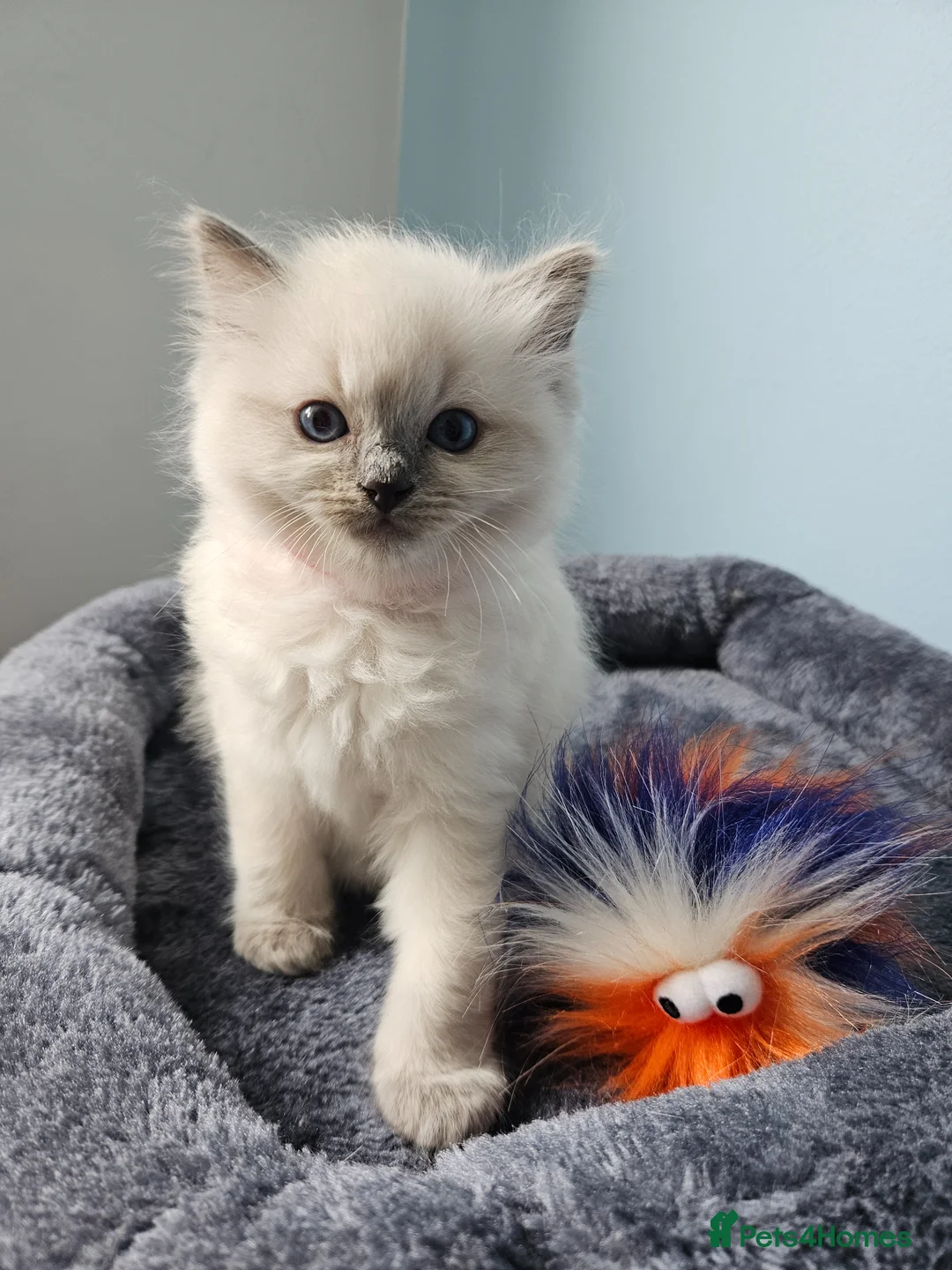 Ragdoll cats for sale: Ragdoll kittens looking new home 🏡  - Advert 1