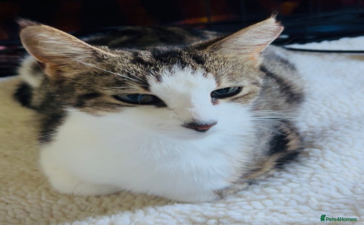 Domestic Shorthair cats - Advert 7