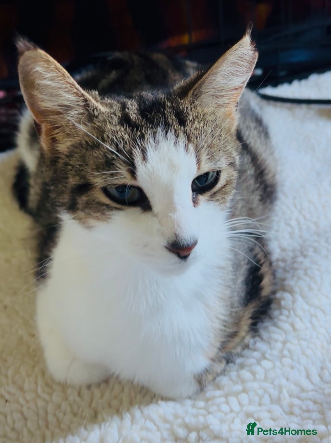 Domestic Shorthair cats for adoption: Adopt from Cats in Crisis  - Image 1