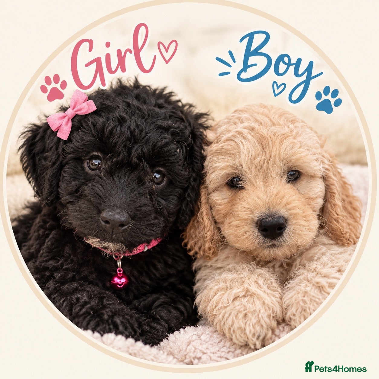 Cockapoo dogs F1b cockapoo puppies 🐶 💙💗 - Advert 1