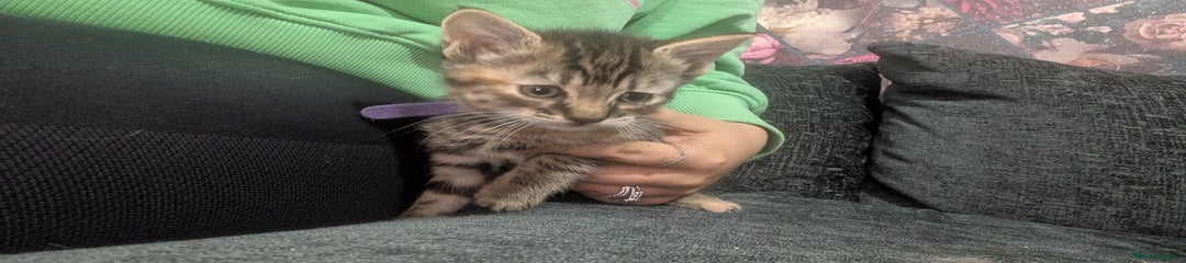 Mixed Breed Kitten 5