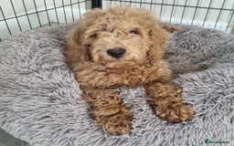 Cockapoo dogs for sale:  F1 Cockapoo puppies  - Image 8