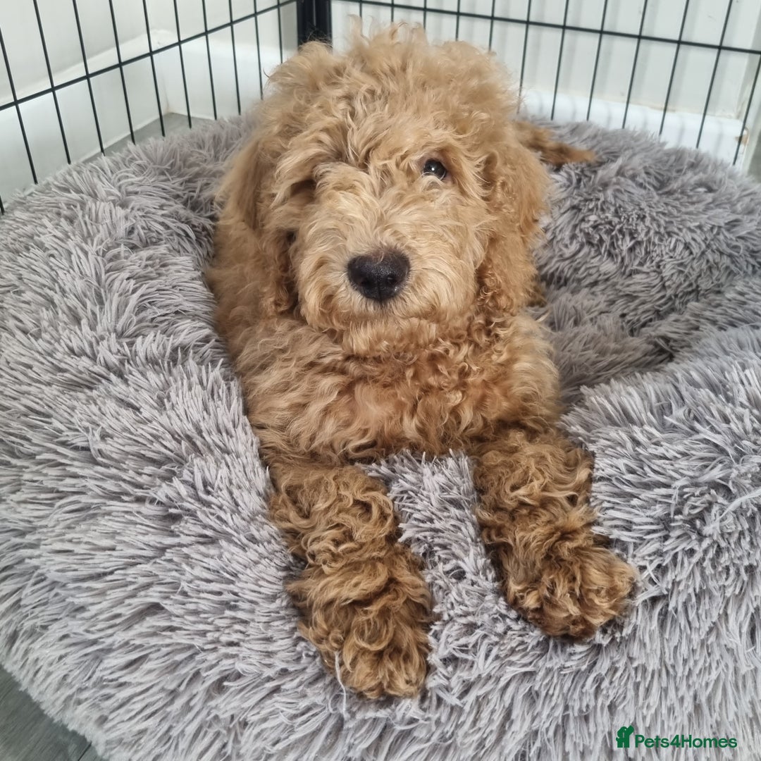 Cockapoo dogs for sale:  F1 Cockapoo puppies  - Image 8