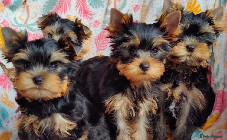Yorkshire Terrier dogs - Advert 2